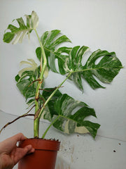 Monstera Variegata (zum aussuchen)