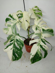 Monstera Variegata (zum aussuchen)