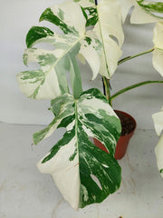 Monstera Variegata (zum aussuchen)