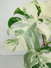 Monstera Variegata (zum aussuchen)