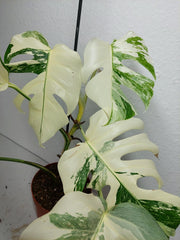 Monstera Variegata (zum aussuchen)