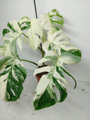 Monstera Variegata (zum aussuchen)