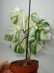 Monstera Variegata (zum aussuchen)