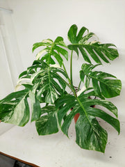 Monstera Variegata (zum aussuchen)