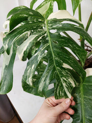 Monstera Variegata (zum aussuchen)