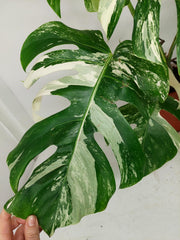 Monstera Variegata (zum aussuchen)