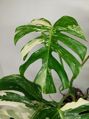 Monstera Variegata (zum aussuchen)