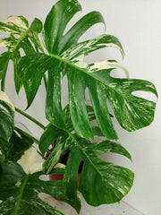 Monstera Variegata (zum aussuchen)