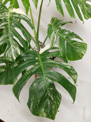 Monstera Variegata (zum aussuchen)