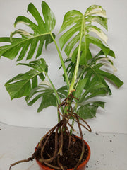 Monstera Variegata (zum aussuchen)