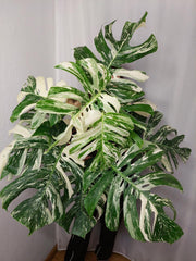Monstera Variegata buschig