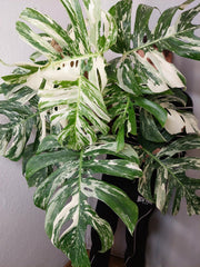 Monstera Variegata buschig