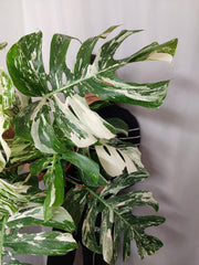 Monstera Variegata buschig