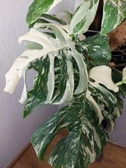 Monstera Variegata buschig