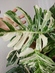 Monstera Variegata buschig