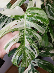 Monstera Variegata buschig