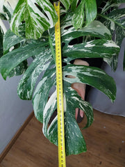 Monstera Variegata buschig