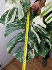 Monstera Variegata buschig