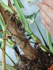 Monstera Variegata buschig