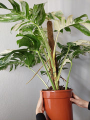 Monstera Variegata buschig