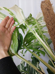 Monstera Variegata buschig