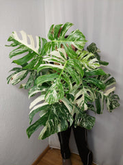 Monstera Variegata buschig