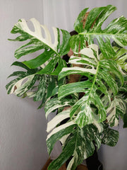 Monstera Variegata buschig