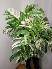 Monstera Variegata buschig