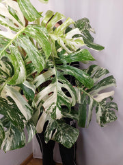 Monstera Variegata buschig
