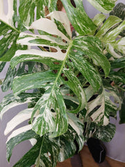 Monstera Variegata buschig