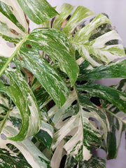 Monstera Variegata buschig