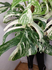 Monstera Variegata buschig