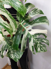 Monstera Variegata buschig
