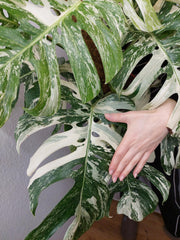 Monstera Variegata buschig