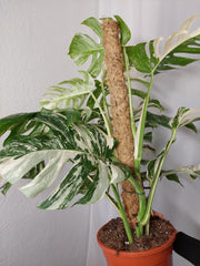 Monstera Variegata buschig