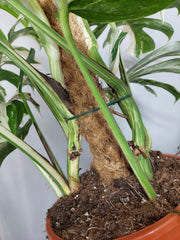 Monstera Variegata buschig