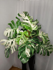 Monstera Variegata buschig