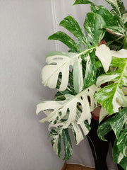 Monstera Variegata buschig