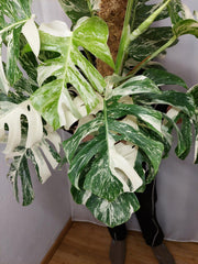 Monstera Variegata buschig