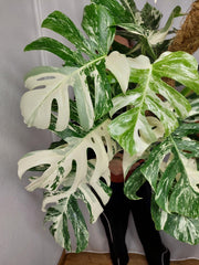 Monstera Variegata buschig
