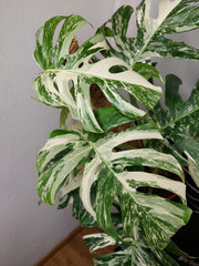 Monstera Variegata buschig