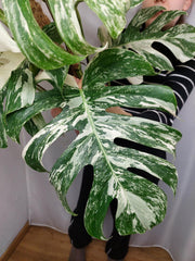 Monstera Variegata buschig