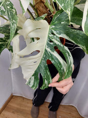 Monstera Variegata buschig