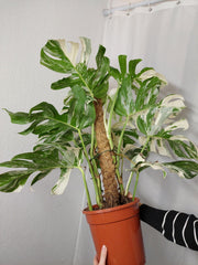 Monstera Variegata buschig
