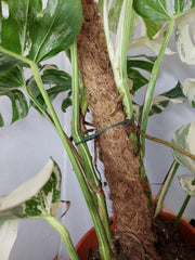 Monstera Variegata buschig