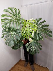Monstera Thai Constellation XXL