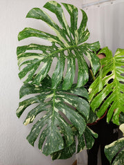 Monstera Thai Constellation XXL
