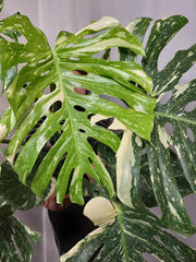 Monstera Thai Constellation XXL