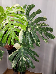 Monstera Thai Constellation XXL