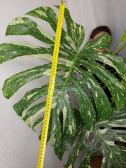 Monstera Thai Constellation XXL